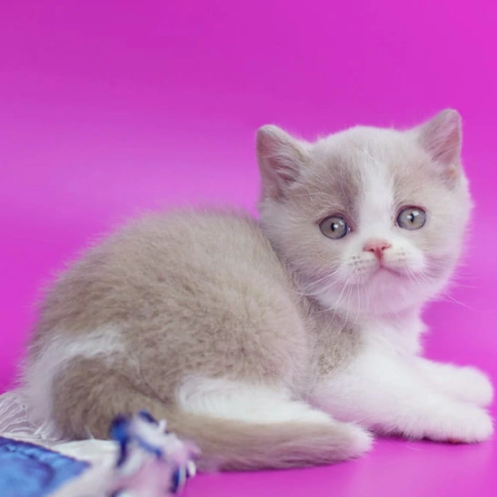 Quest British Shorthair Kittens | Kittens for sale. 