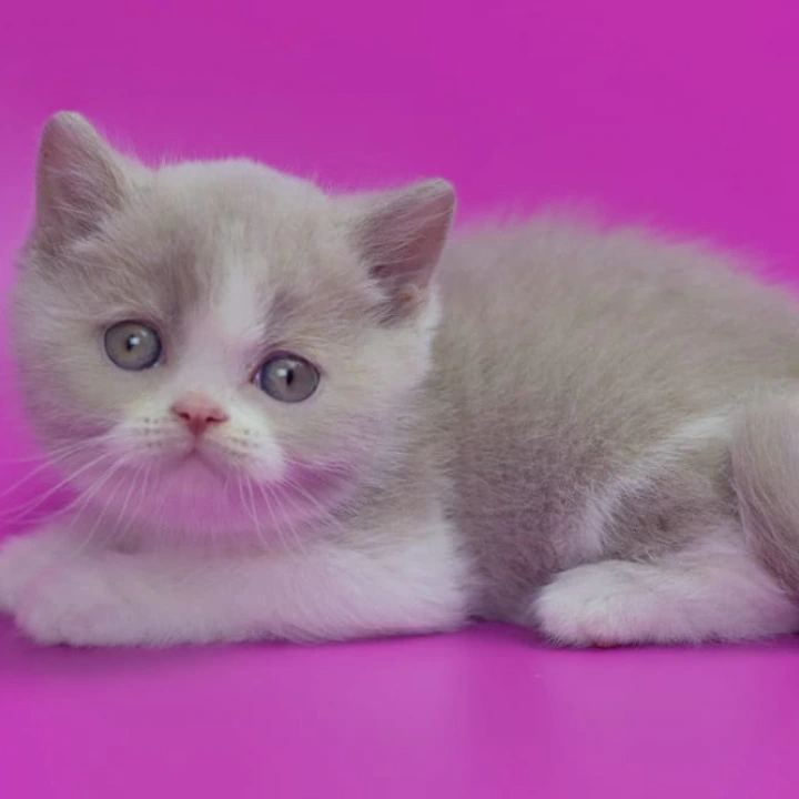 Quest British Shorthair Kittens | Kittens for sale. 