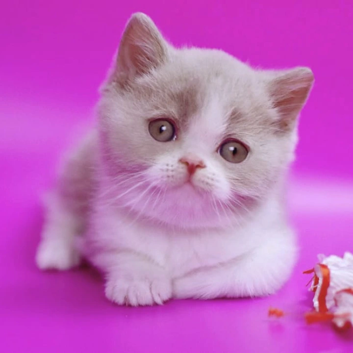 Quest British Shorthair Kittens | Kittens for sale. 