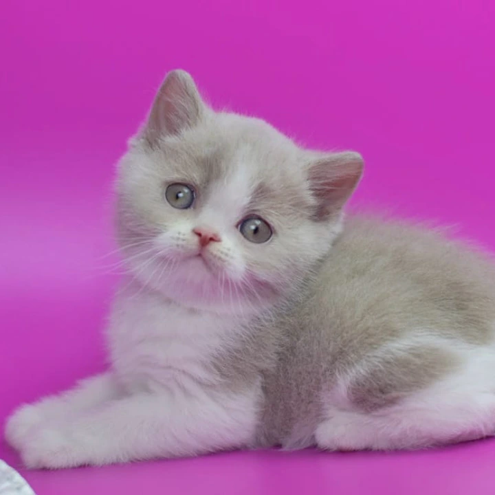 Quest British Shorthair Kittens | Kittens for sale. 