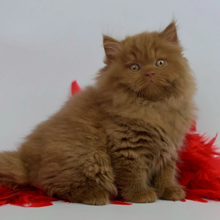 Rocky Longhair British Shorthair Kittens | Buy a kitten. 
