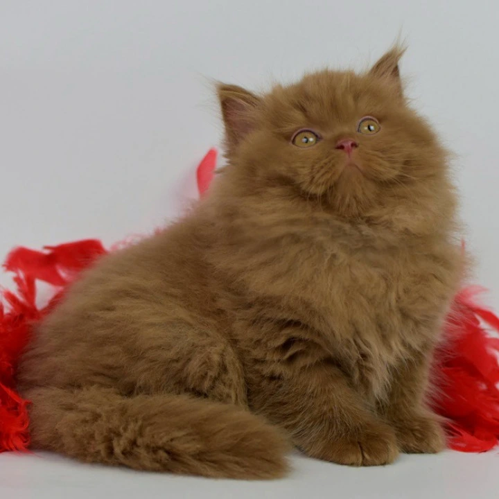 Rocky Longhair British Shorthair Kittens | Buy a kitten. 