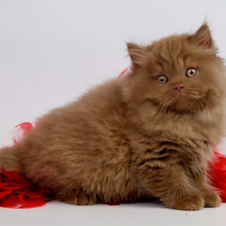 Rocky Longhair British Shorthair Kittens | Buy a kitten. 