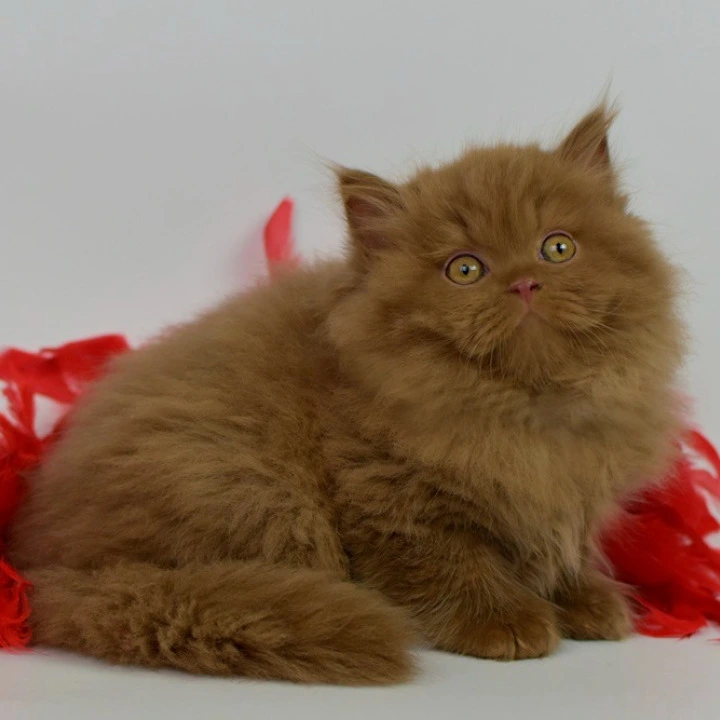 Rocky Longhair British Shorthair Kittens | Buy a kitten. 