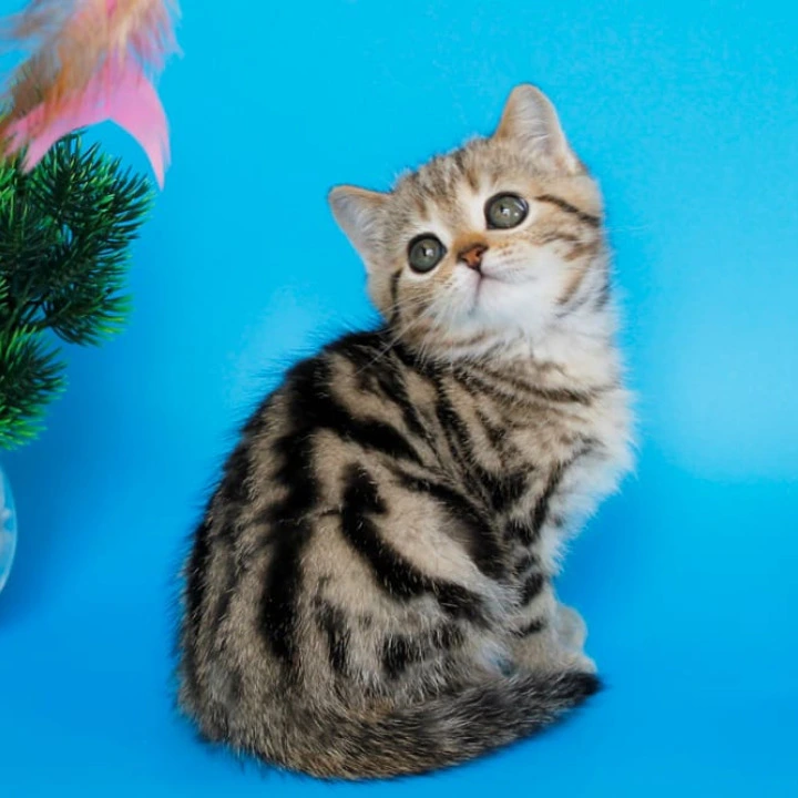 Ulmar British Shorthair Kittens | Buy a kitten.