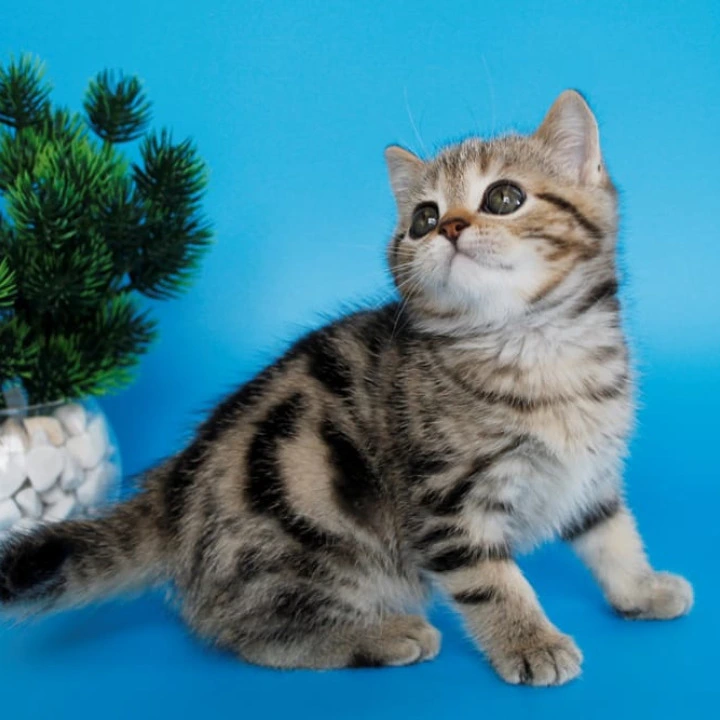 Ulmar British Shorthair Kittens | Buy a kitten.