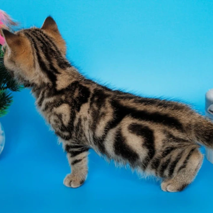 Ulmar British Shorthair Kittens | Buy a kitten.