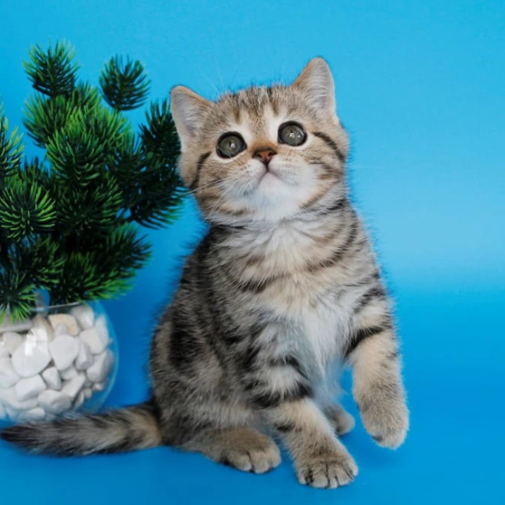 Ulmar British Shorthair Kittens | Buy a kitten. 