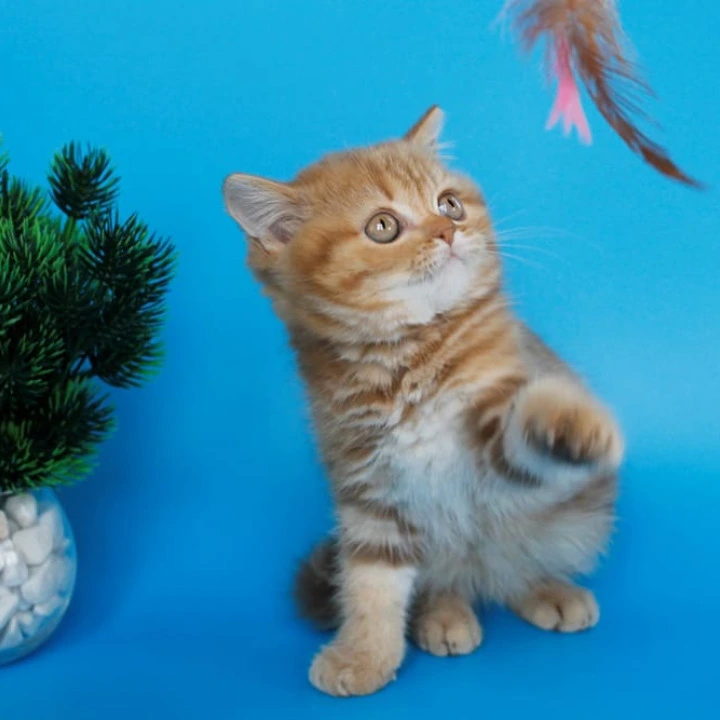 Samba Scottish straight Scottish Straight/Fold  Kittens | Kittens for sale. 