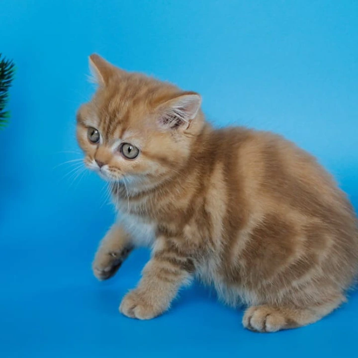 Samba Scottish straight Scottish Straight/Fold  Kittens | Kittens for sale. 