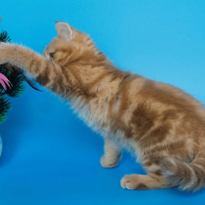 Samba Scottish straight Scottish Straight/Fold  Kittens | Kittens for sale. 