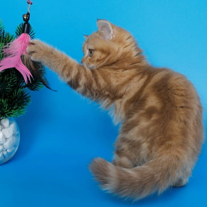 Samba Scottish straight Scottish Straight/Fold  Kittens | Kittens for sale. 