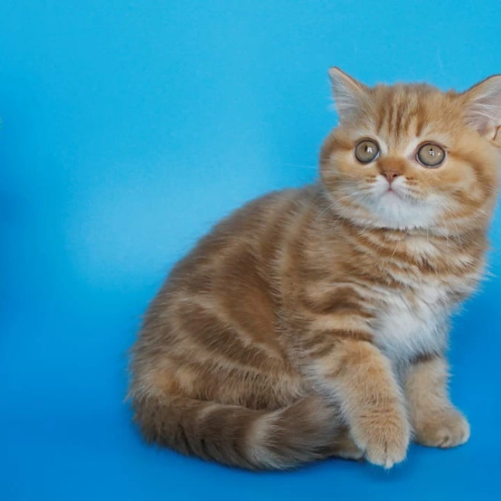Samba Scottish straight Scottish Straight/Fold  Kittens | Kittens for sale. 