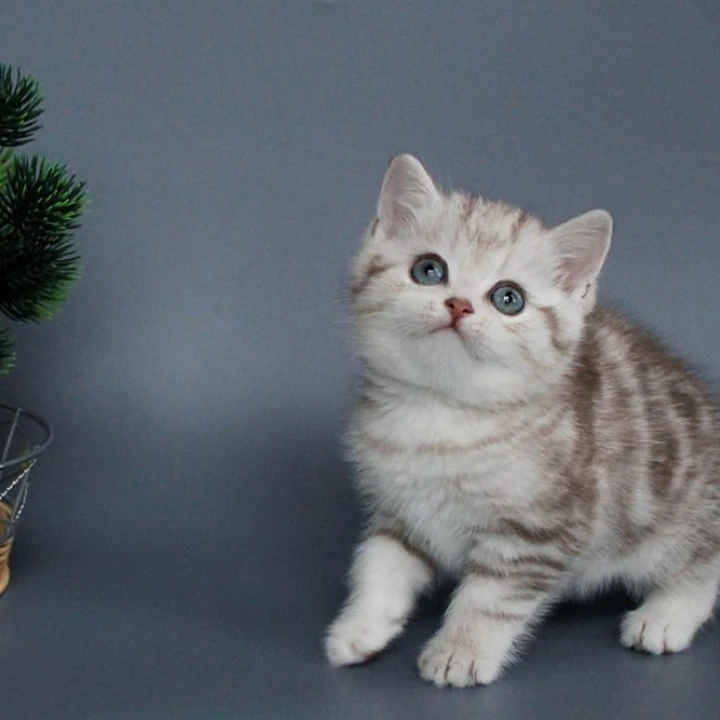 Xalvador British Shorthair Kittens | Buy a kitten. 