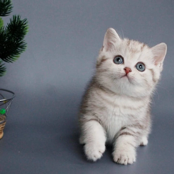 Xalvador British Shorthair Kittens | Buy a kitten.