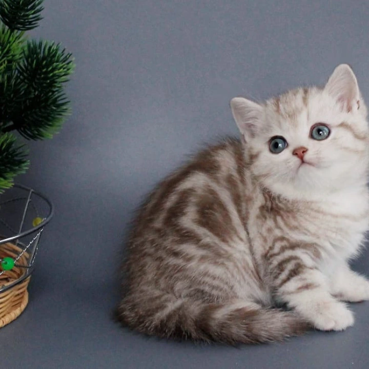 Xalvador British Shorthair Kittens | Buy a kitten.