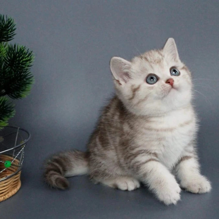 Xalvador British Shorthair Kittens | Buy a kitten.