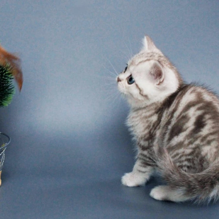 Xalvador British Shorthair Kittens | Buy a kitten.