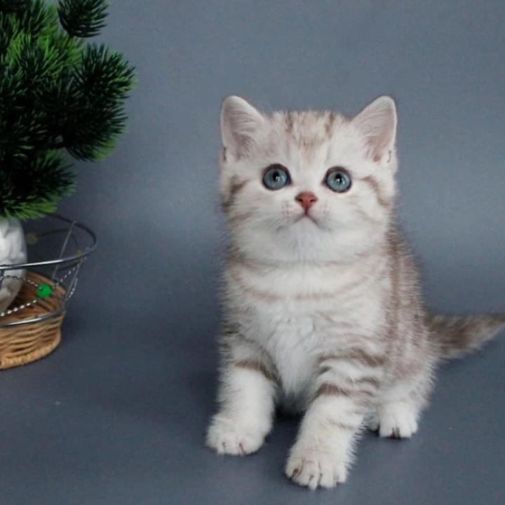 Xalvador British Shorthair Kittens | Buy a kitten. 