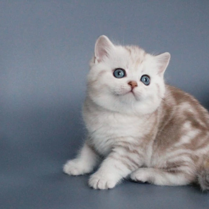 Xiola British Shorthair Kittens | Buy a kitten. 