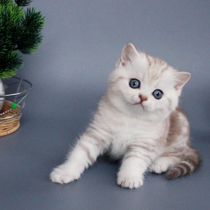 Xiola British Shorthair Kittens | Buy a kitten.