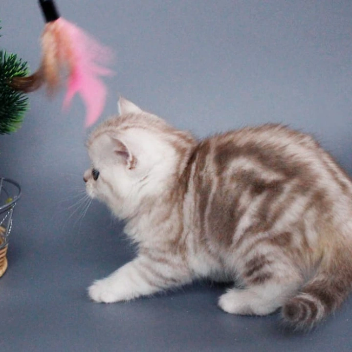Xiola British Shorthair Kittens | Buy a kitten.