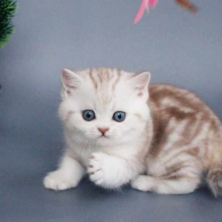 Xiola British Shorthair Kittens | Buy a kitten.