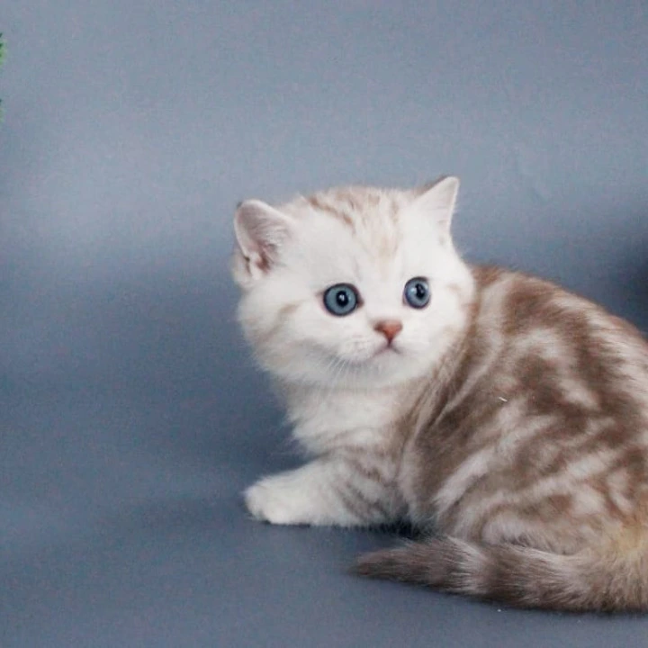 Xiola British Shorthair Kittens | Buy a kitten. 