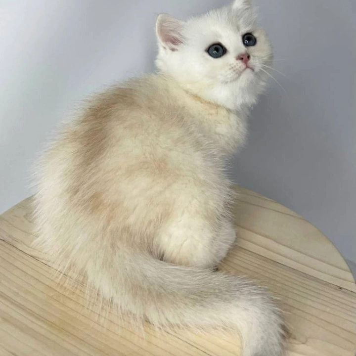 Frim British Shorthair Kittens | Large selection of kittens. 