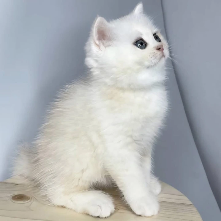 Frim British Shorthair Kittens | Large selection of kittens.