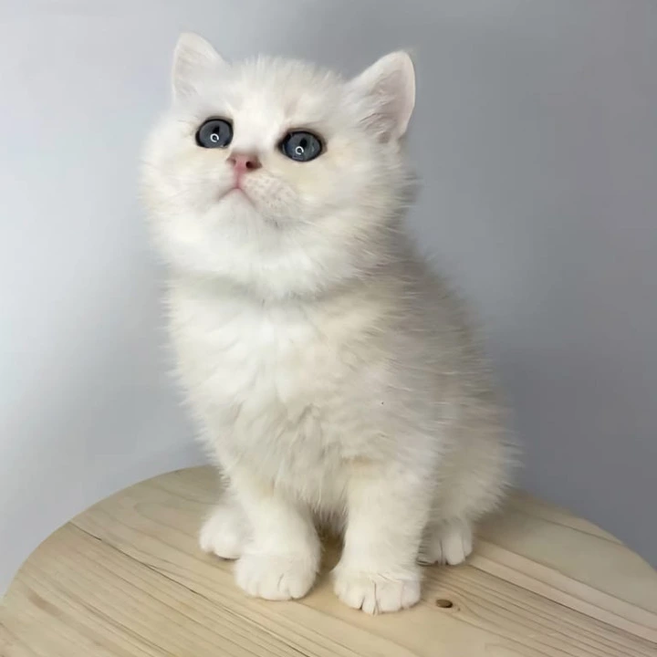 Frim British Shorthair Kittens | Large selection of kittens.