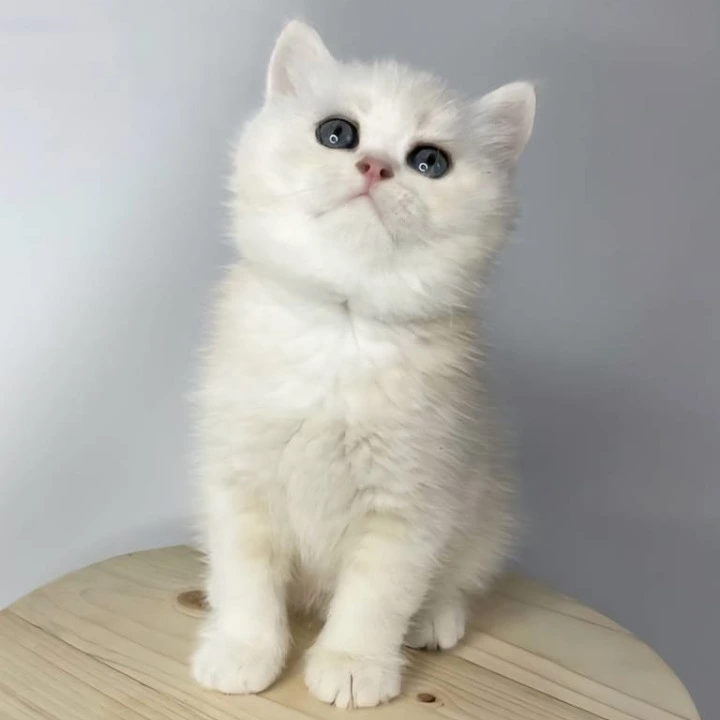 Frim British Shorthair Kittens | Large selection of kittens.