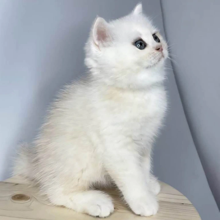 Frim British Shorthair Kittens | Large selection of kittens. 