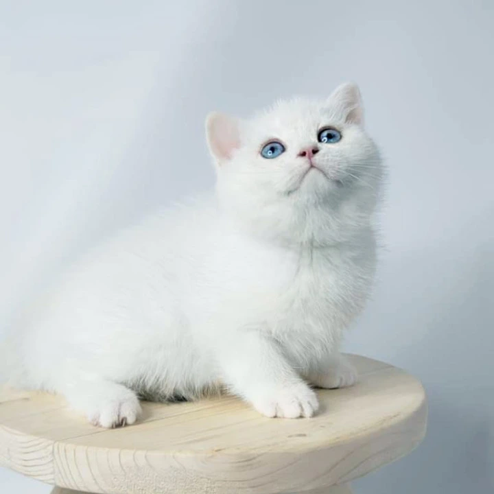Farina British Shorthair Kittens | Kitten for sale. 