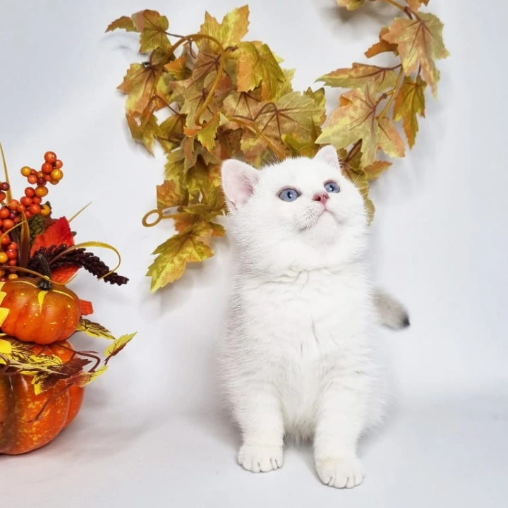 Farina British Shorthair Kittens | Kitten for sale.