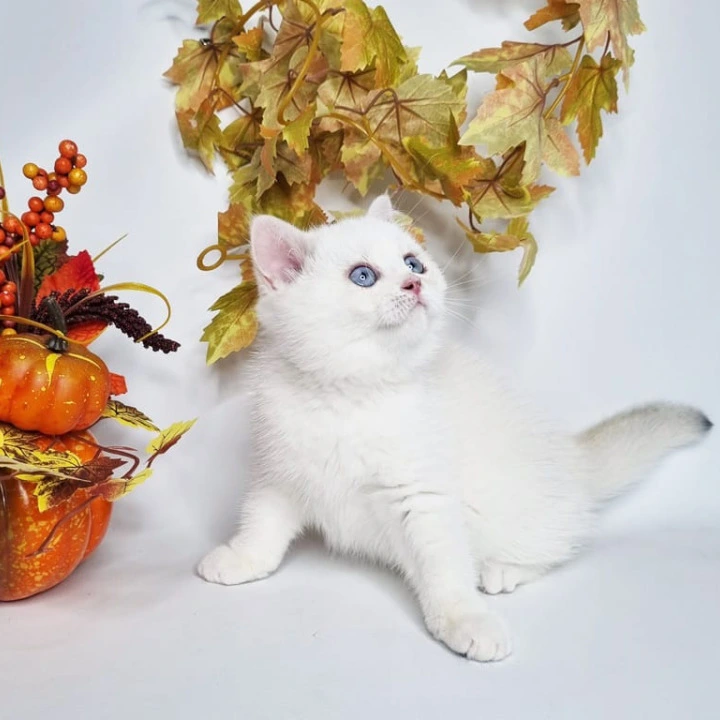 Farina British Shorthair Kittens | Kitten for sale.