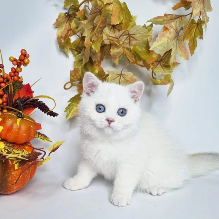 Farina British Shorthair Kittens | Kitten for sale. 