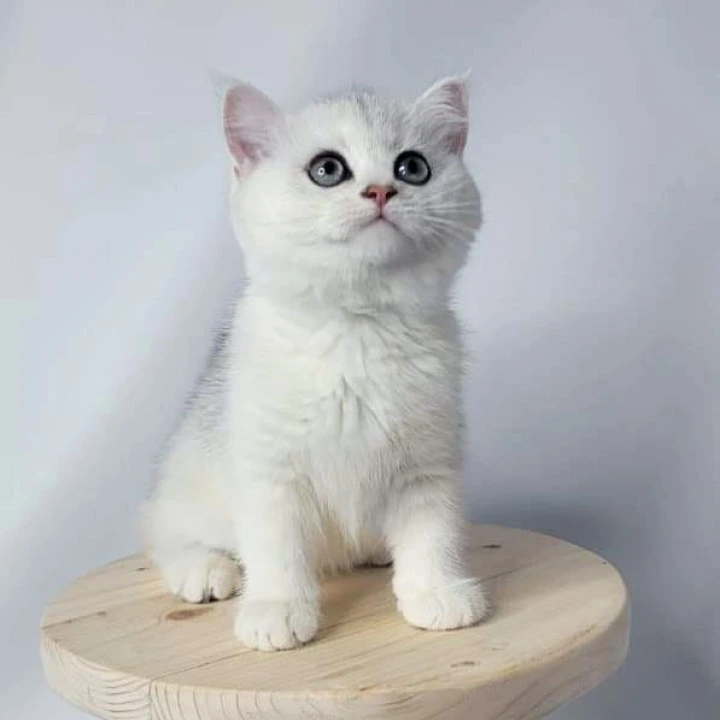 Eseniya British Shorthair Kittens | Kitten for sale. 