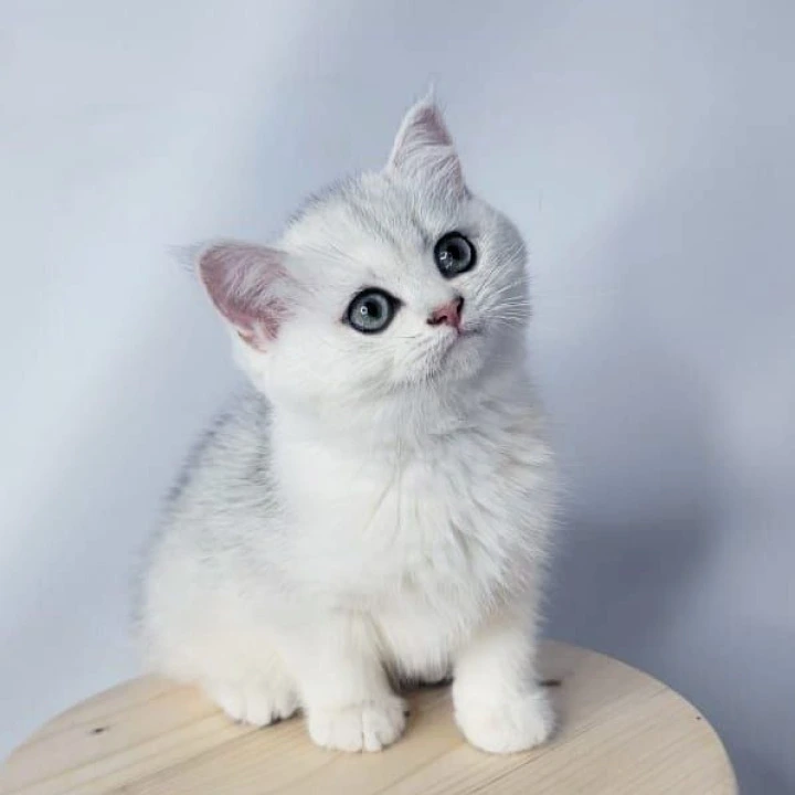 Eseniya British Shorthair Kittens | Kitten for sale. 