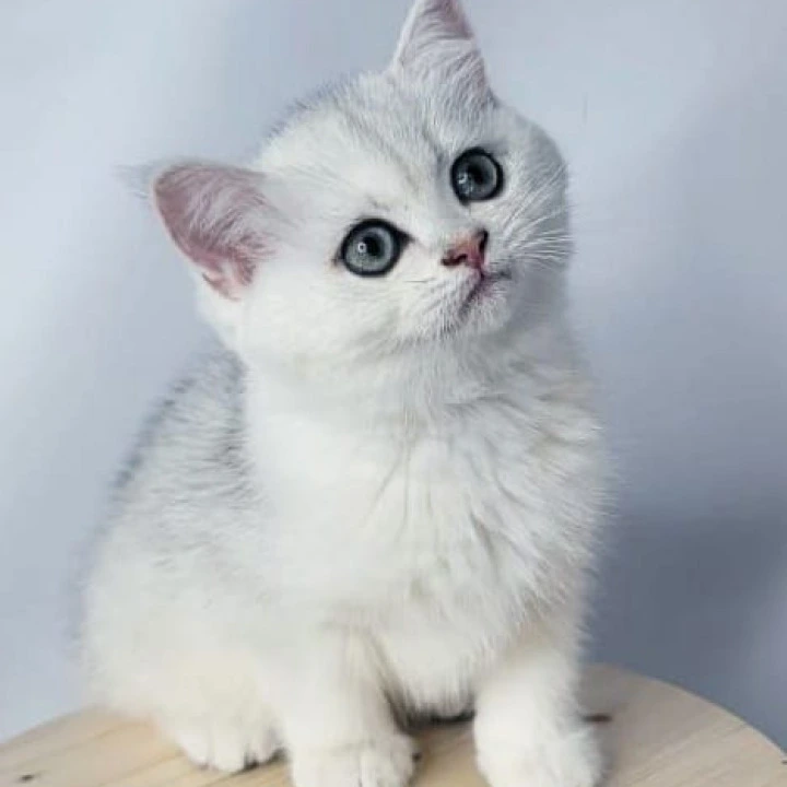 Eseniya British Shorthair Kittens | Kitten for sale. 