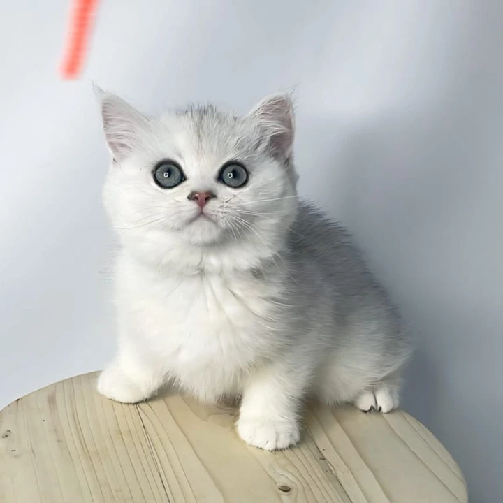 Eseniya British Shorthair Kittens | Kitten for sale. 