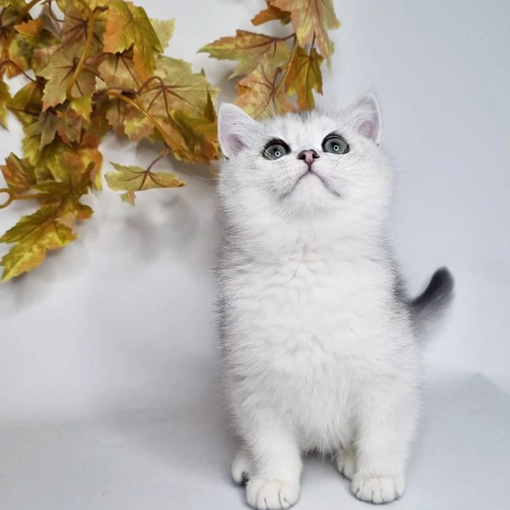 Finist British Shorthair Kittens | Large selection of kittens. 