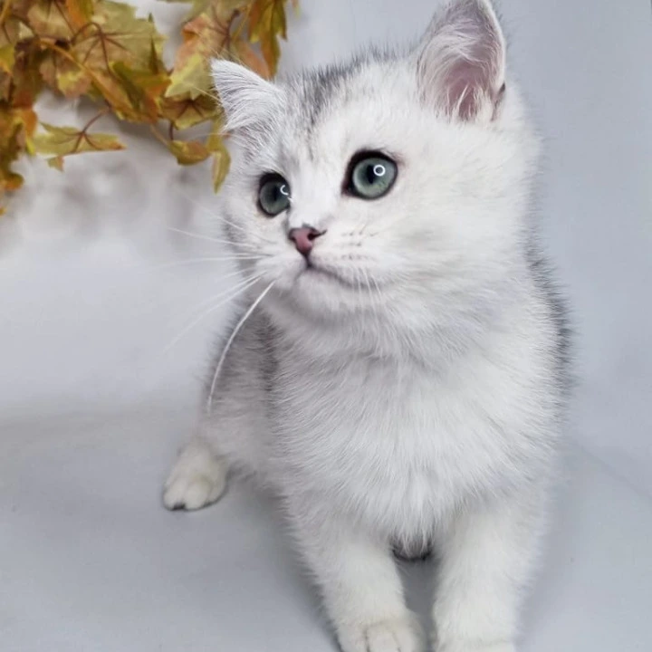 Finist British Shorthair Kittens | Large selection of kittens. 