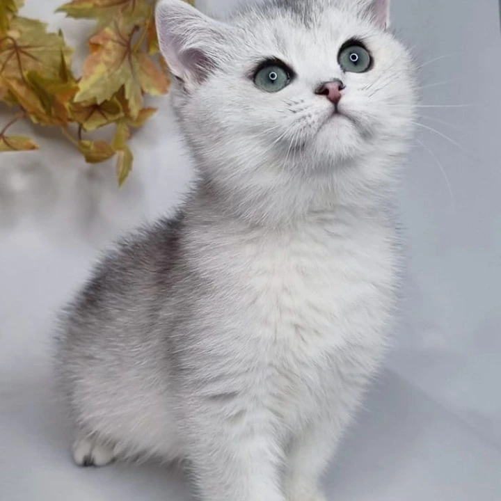 Finist British Shorthair Kittens | Large selection of kittens. 