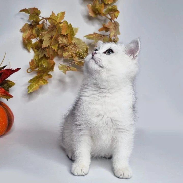 Finist British Shorthair Kittens | Large selection of kittens. 