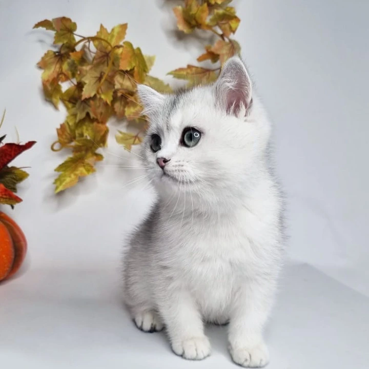 Finist British Shorthair Kittens | Large selection of kittens. 