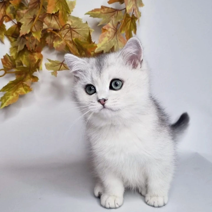 Finist British Shorthair Kittens | Large selection of kittens. 