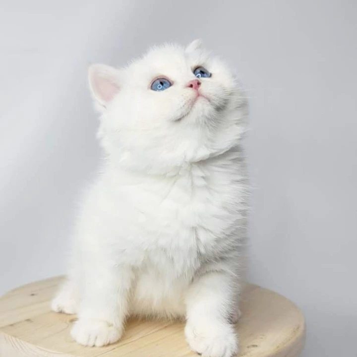 Flint British Shorthair Kittens | Kitten for sale. 