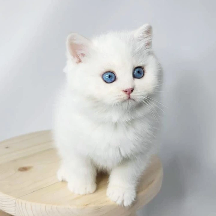 Flint British Shorthair Kittens | Kitten for sale. 