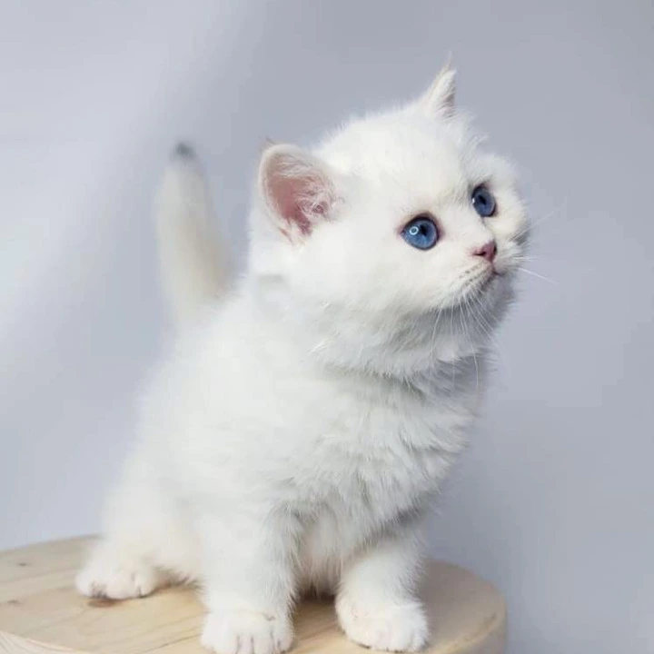 Flint British Shorthair Kittens | Kitten for sale. 